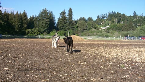 Santa Cruz Dog Walkers Aptos Capitola Soquel